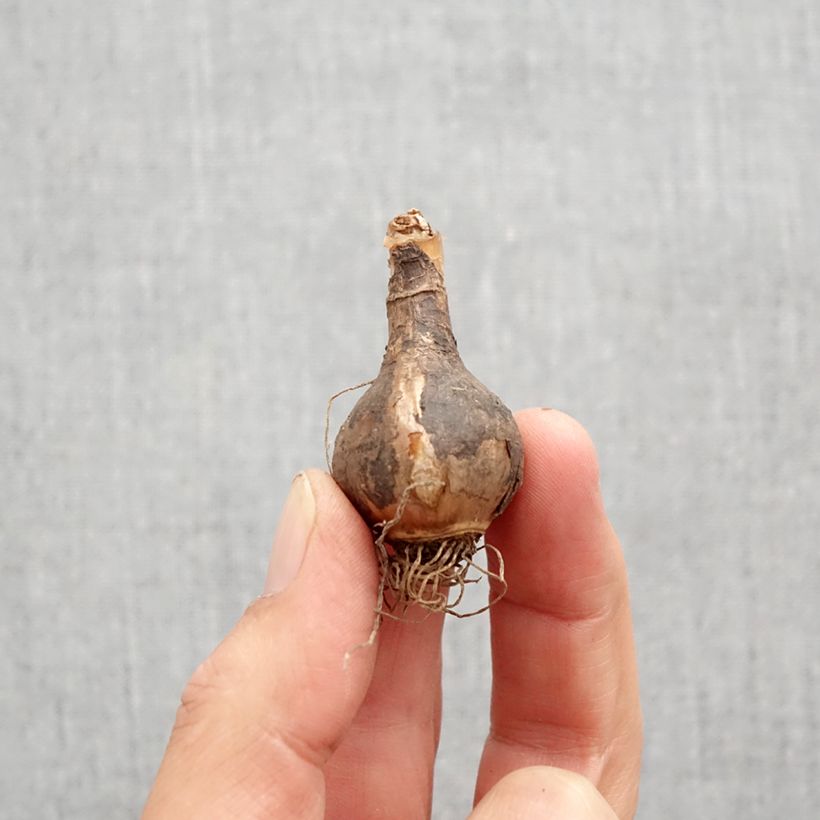 Narcissus Quail - Daffodil Bulb size 10+ sample as delivered in autumn