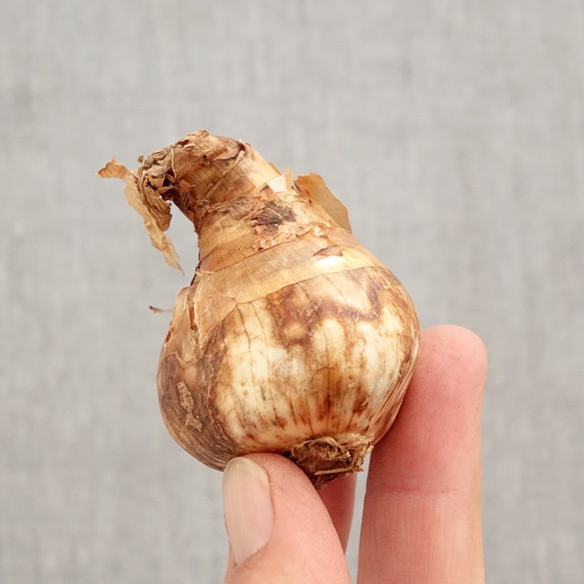 Narcissus Red Devon Bulb size 14/16 sample as delivered in autumn