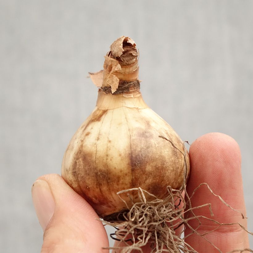 Narcissus 'Ringtone' Bulb size 12+ sample as delivered in autumn