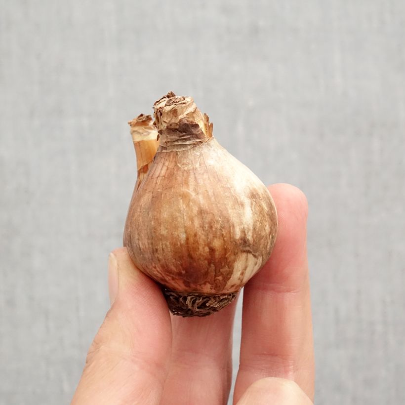 Narcissus Sabatini Bulb size 12/14 sample as delivered in autumn