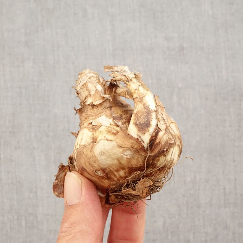 Narcissus Sagitta - Daffodil Bulb size 14+ sample as delivered in autumn