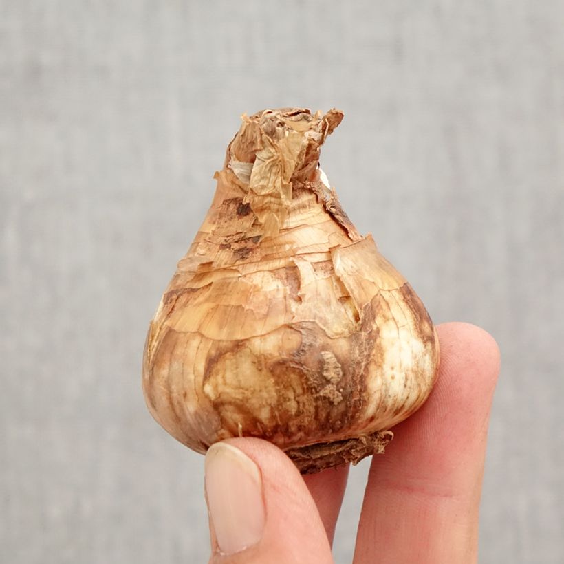 Narcissus Salome Bulb size 14/16 sample as delivered in autumn