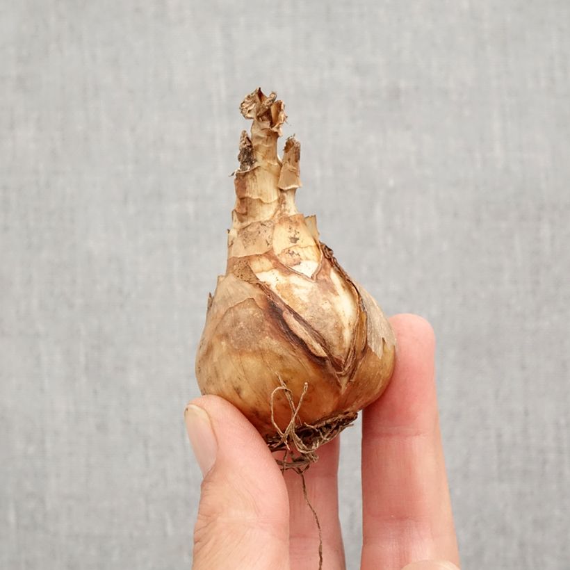 Narcissus  Sentinel Bulb size 12+ sample as delivered in autumn