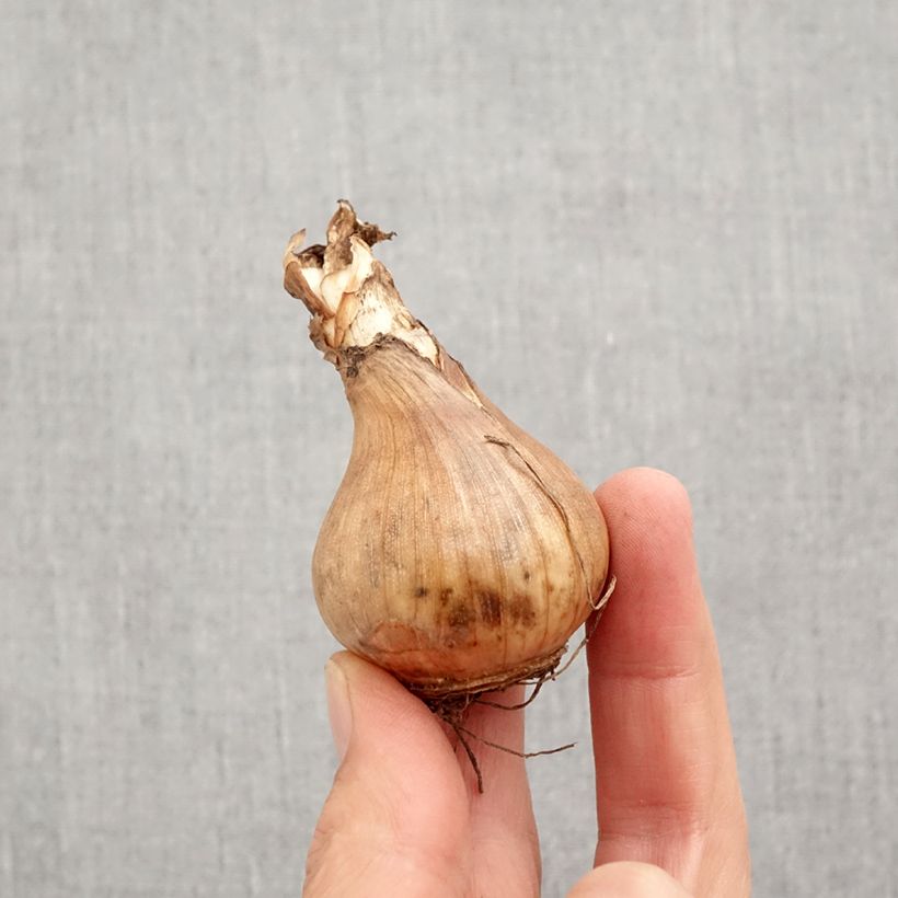 Narcissus Sophie Girl Bulb size 12+ sample as delivered in autumn