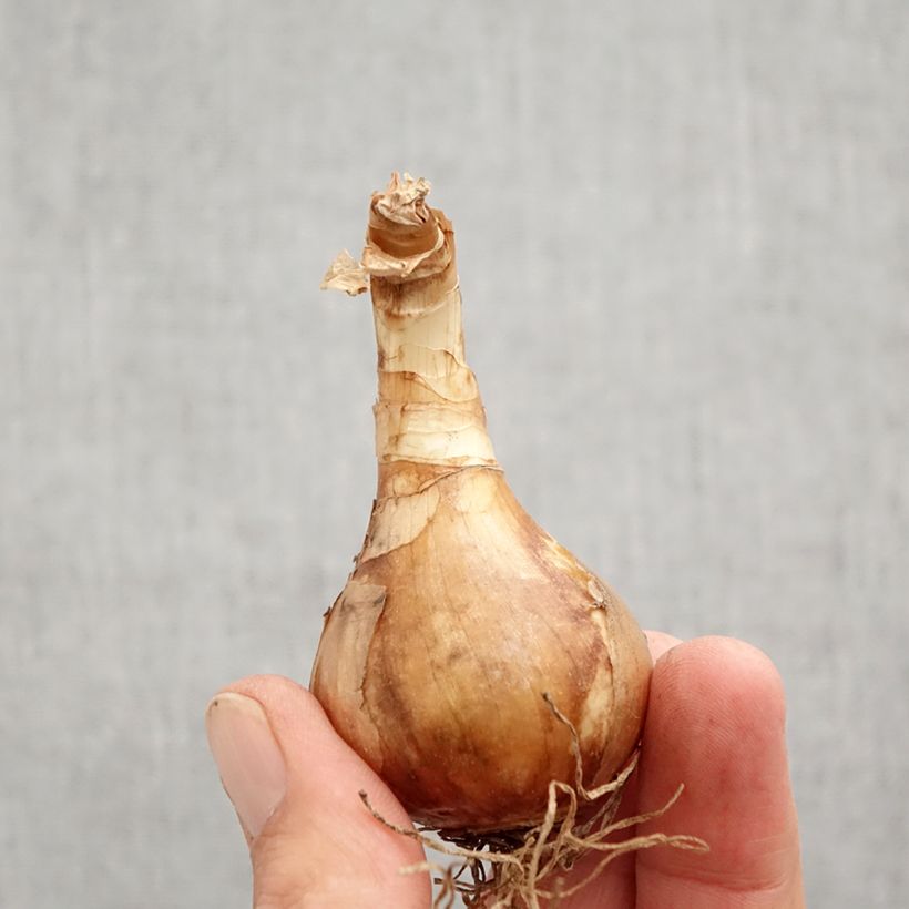 Narcissus Spring Sunshine Bulb size 12+ sample as delivered in autumn