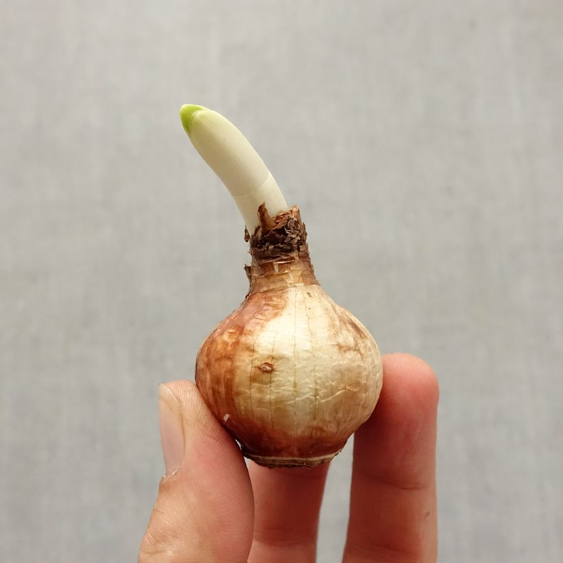 Narcissus 'Steptoe' Bulb size 13+ sample as delivered in autumn