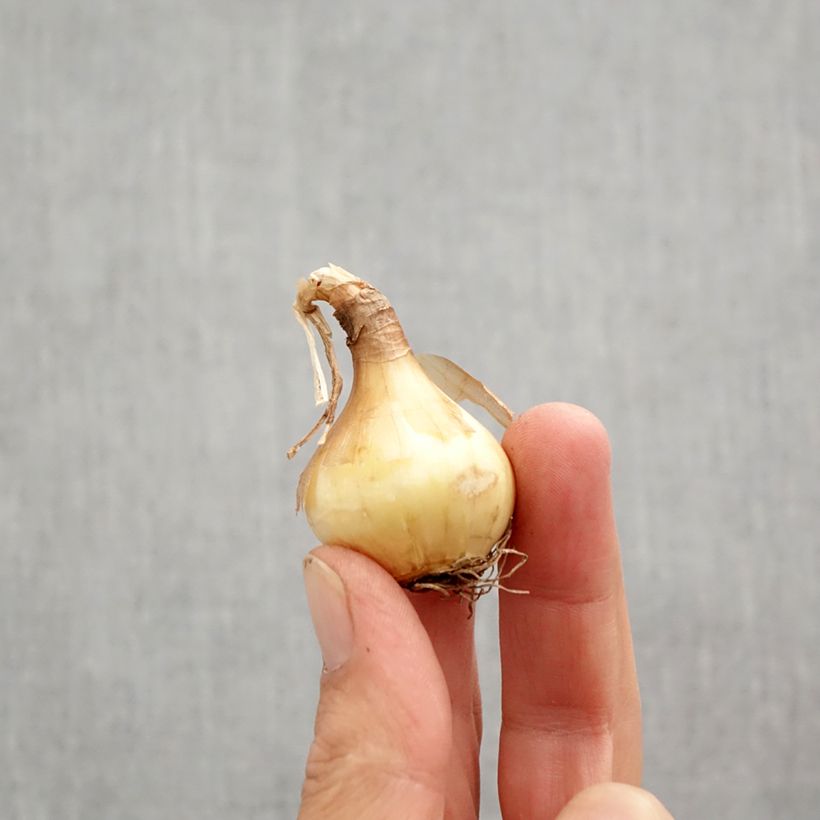 Narcissus Sun Disc Bulb size 10+ sample as delivered in autumn