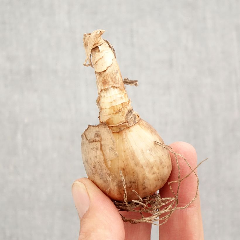 Narcissus Abba - Daffodil Bulb size 12+ sample as delivered in autumn