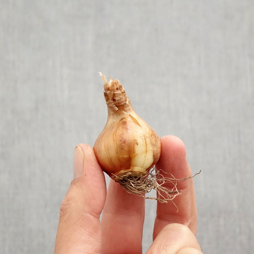 Narcissus tazetta Canaliculatus Bulb size 10+ sample as delivered in autumn