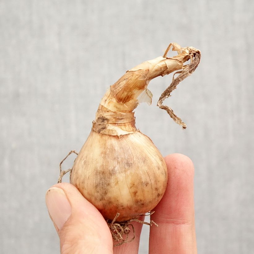 Narcissus tazetta Geranium Bulb size 12+ sample as delivered in autumn