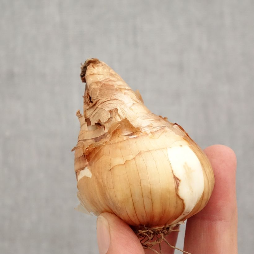 Narcissus cyclamineus Tête-à-tête Bulb size 14/16 sample as delivered in autumn