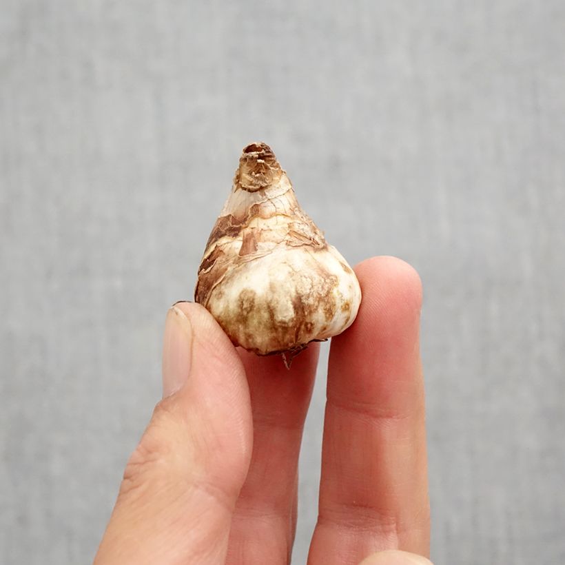 Narcissus cyclamineus Tête Bouclée Bulb size 10 sample as delivered in autumn