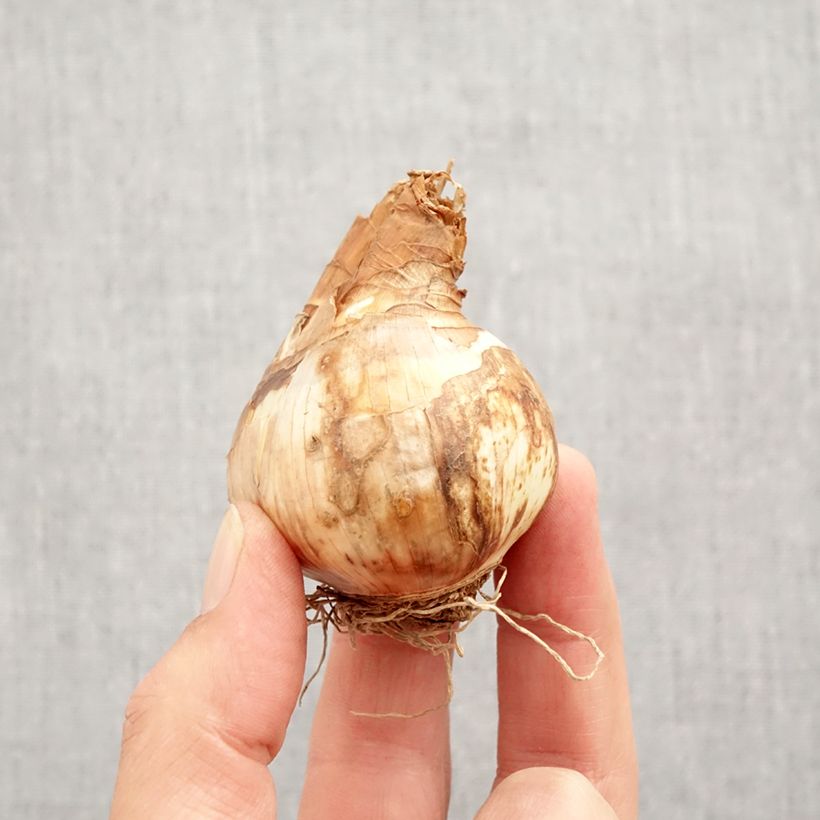 Narcissus Tickled Pinkeen Bulb size 12+ sample as delivered in autumn