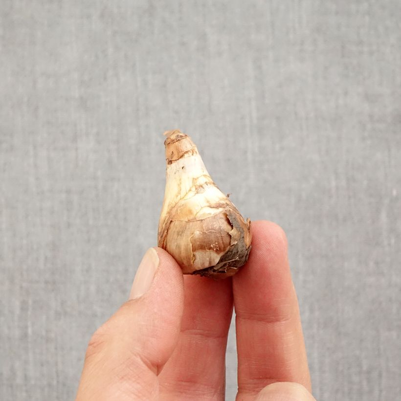 Narcissus Topolino Bulb size 8+ sample as delivered in autumn