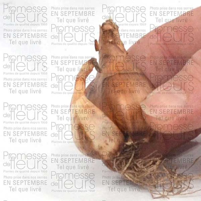 Example of Narcissus cyclamineus Toto Bulb size 10+ specimen as delivered