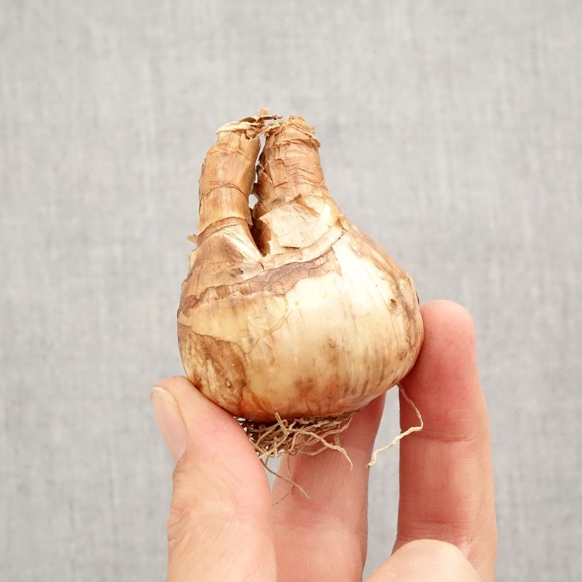 Narcissus cyclamineus Trena Bulb size 12+ sample as delivered in autumn