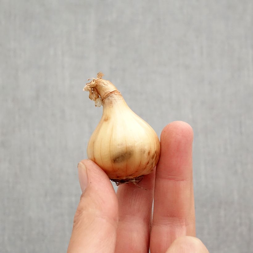 Narcissus triandrus Hawera - Daffodil Bulb size 10+ sample as delivered in autumn