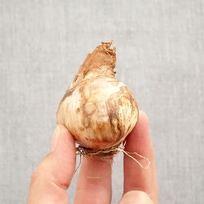 Narcissus Tricollet Bulb size 12+ sample as delivered in autumn