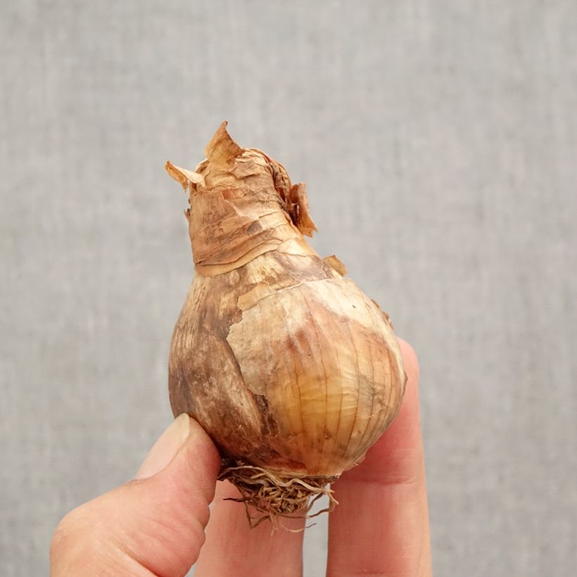 Narcissus Wave Bulb size 12+ sample as delivered in autumn