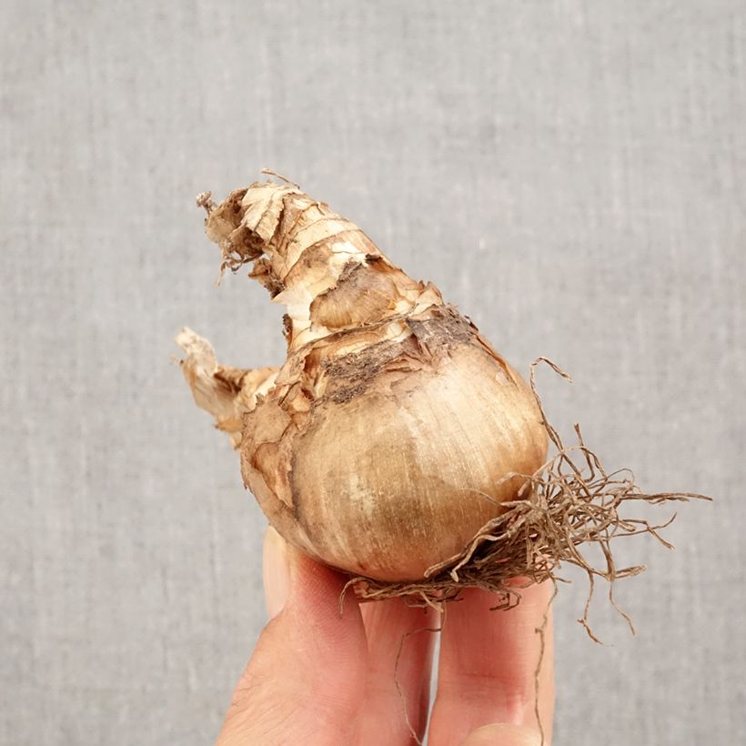 Narcissus Westward Bulb size 14+ sample as delivered in autumn