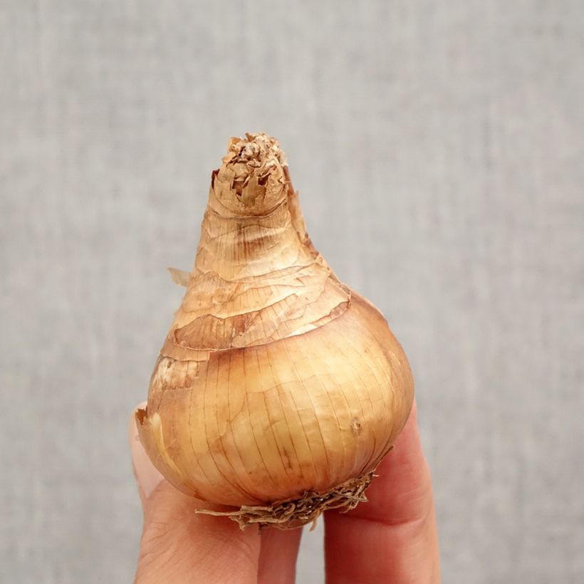 Narcissus Yellow Cheerfulness - Daffodil Bulb size 12+ sample as delivered in autumn