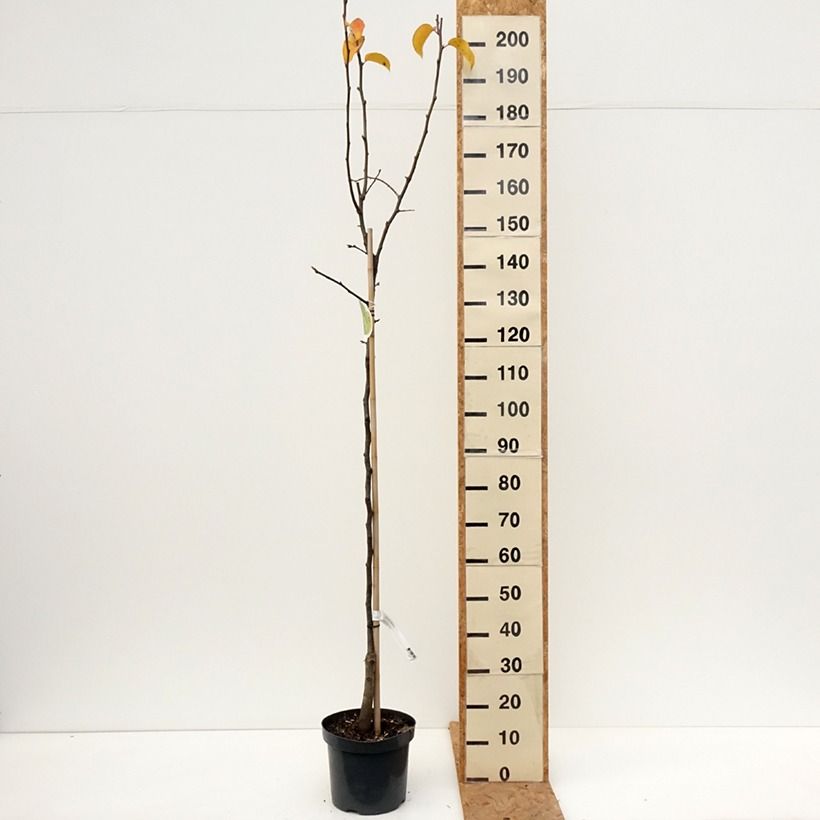 Nashi (Nashi peer) - Pomme-poire Pot de 7,5L/10L, Demi-Tige sample as delivered in autumn