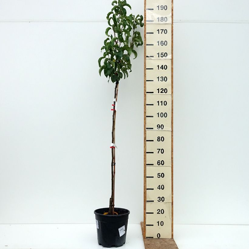 Nashi Nijisseiki - Apple-Pear 7.5L/10L pot, Goblet sample as delivered in autumn