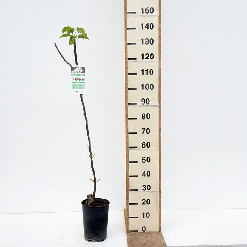Nashi Shinseiki - Apple-Pear 7.5L/10L pot, Half standard sample as delivered in spring