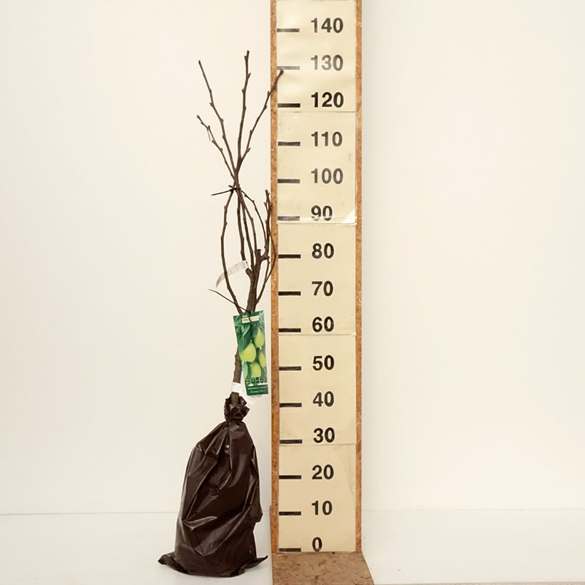 Nashi Shinsui - Apple-Pear Ready-to-plant root ball, Goblet sample as delivered in winter