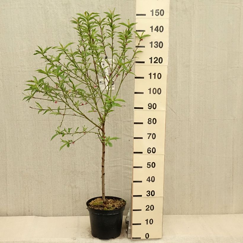 Prunus Fantasia - Nectarine Tree 7.5L/10L pot, Goblet sample as delivered in spring