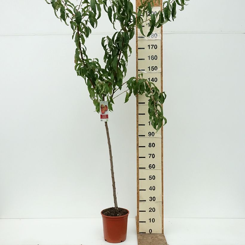 Nectarinier Fantasia Pot de 7,5L/10L, Demi-Tige sample as delivered in summer
