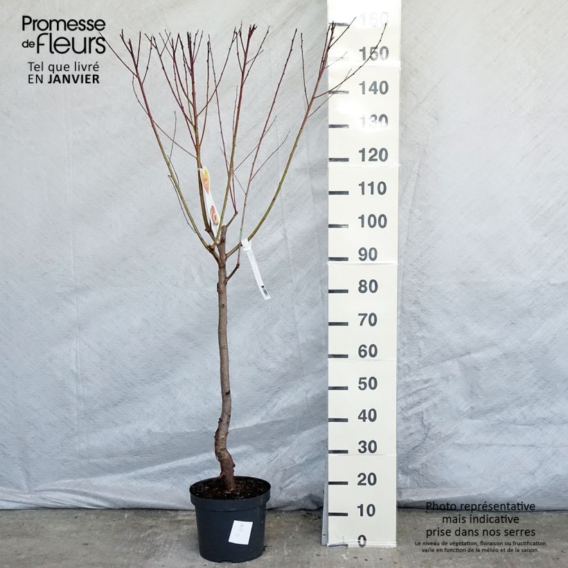 Prunus Flavortop - Nectarine Tree 7.5L/10L pot, Goblet sample as delivered in winter