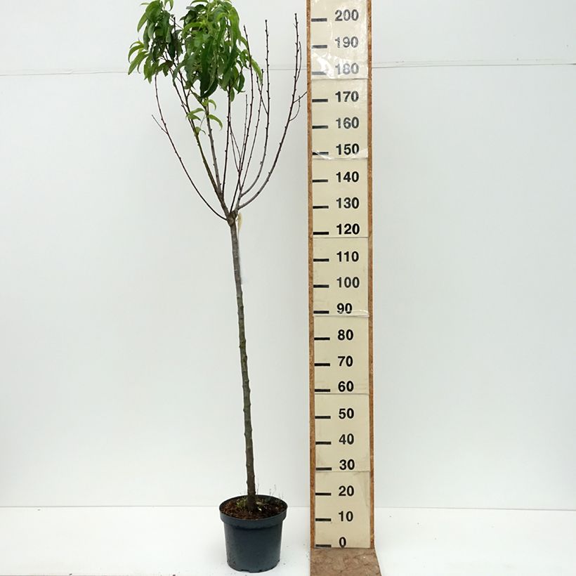 Prunus Flavortop - Nectarine Tree 7.5L/10L pot, Half standard sample as delivered in summer