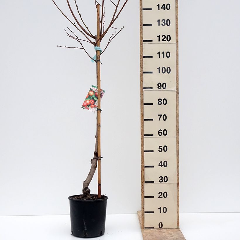 Prunus persica Morton - Nectarine Tree 7.5L/10L pot, Goblet sample as delivered in winter