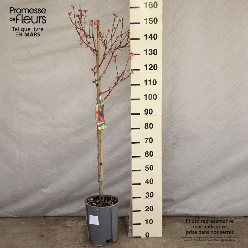 Prunus persica Morton - Nectarine Tree 7.5L/10L pot, Goblet sample as delivered in spring