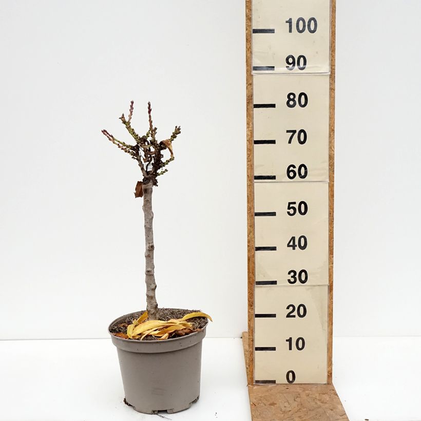 Prunus persica Nectarella - Dwarf Nectarine Tree 7.5L/10L pot, Quarter standard sample as delivered in autumn