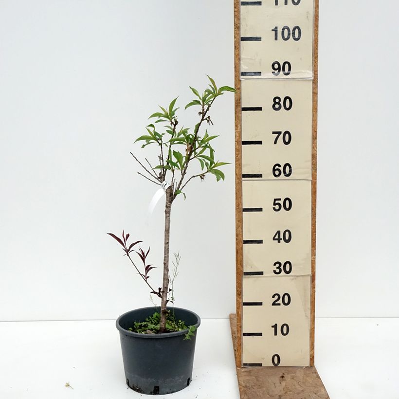 Prunus persica Nectarella - Dwarf Nectarine Tree 7.5L/10L pot, Quarter standard sample as delivered in spring