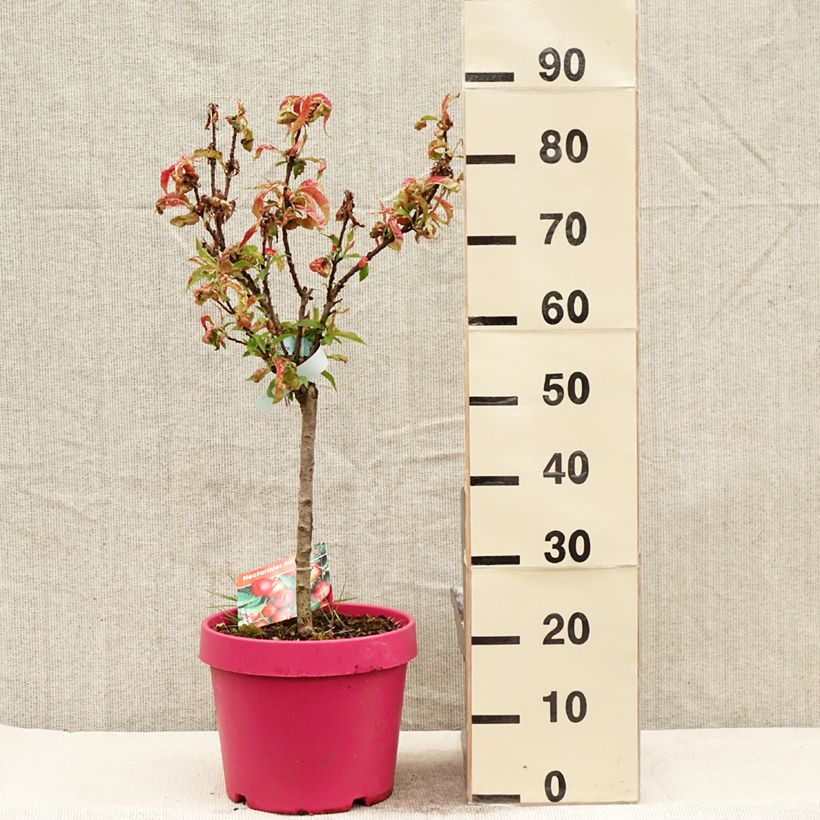 Prunus persica Rubis Necta Zee - Dwarf Nectarine Tree 7.5L/10L pot, Quarter standard sample as delivered in spring