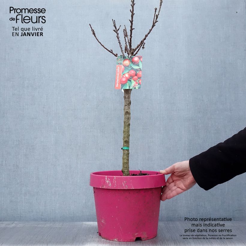 Prunus persica Snow Baby - Dwarf Nectarine Tree 7.5L/10L pot, Dwarf sample as delivered in winter