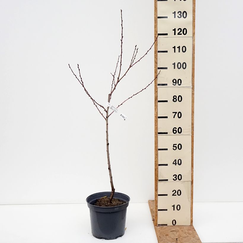 Prunus Nectarose - Nectarine tree 7.5L/10L pot, Goblet sample as delivered in autumn