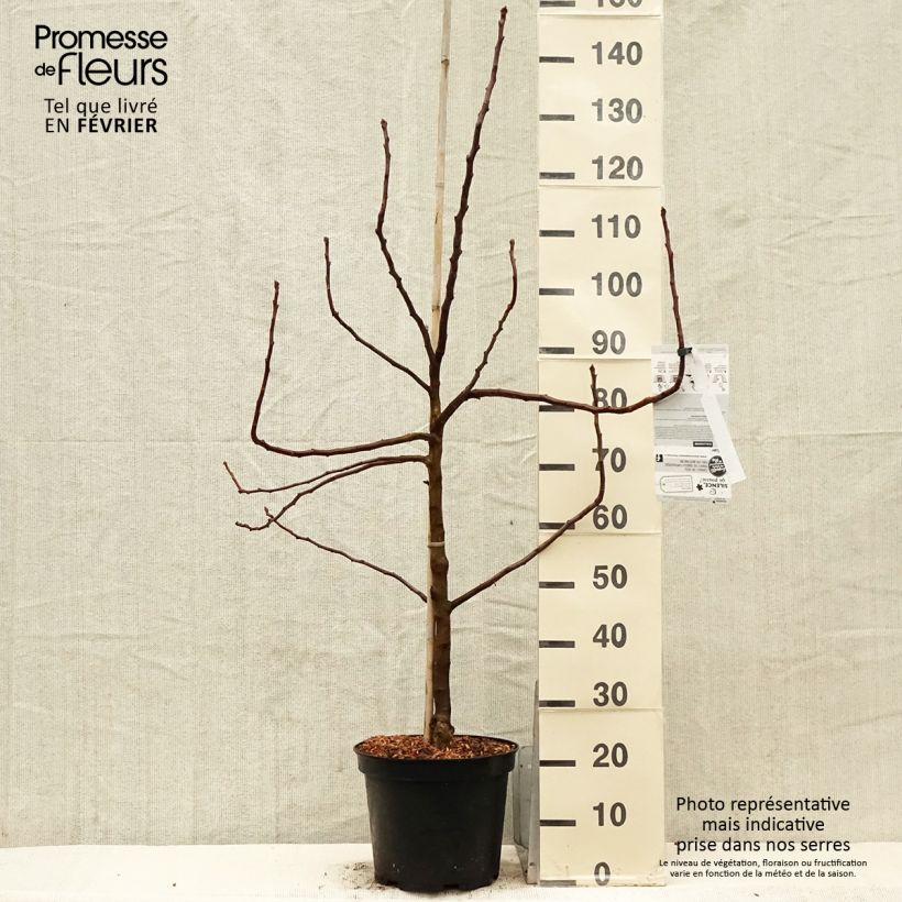 Mespilus germanica - Common Medlar 4L/5L pot sample as delivered in winter