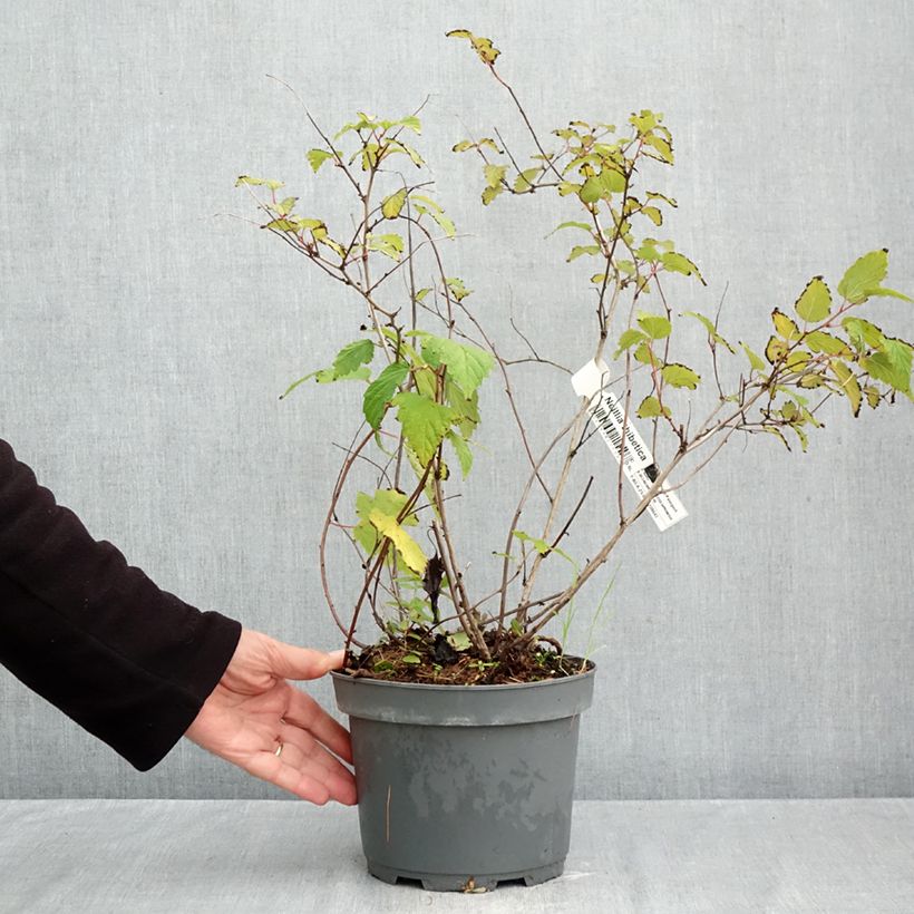Neillia thibetica - False spirea 3L/4L pot sample as delivered in autumn