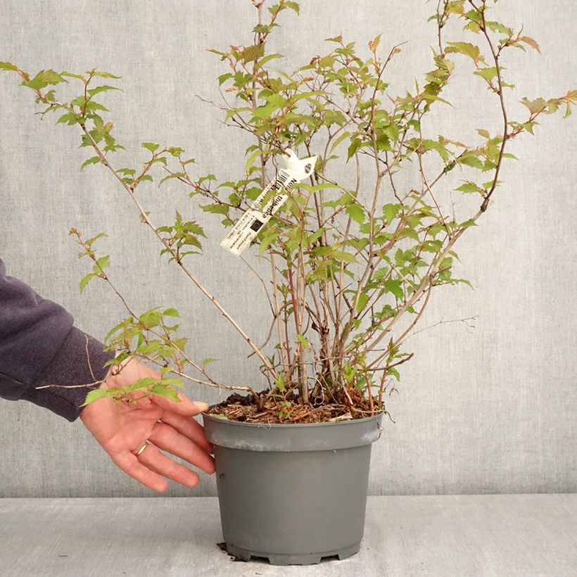 Neillia thibetica - False spirea 3L/4L pot sample as delivered in spring