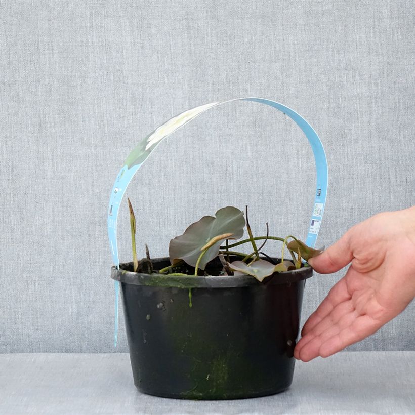 Nelumbo nucifera White - Sacred Lotus 3L/4L pot sample as delivered in spring