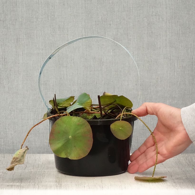 Nelumbo nucifera White - Sacred Lotus 3L/4L pot sample as delivered in summer