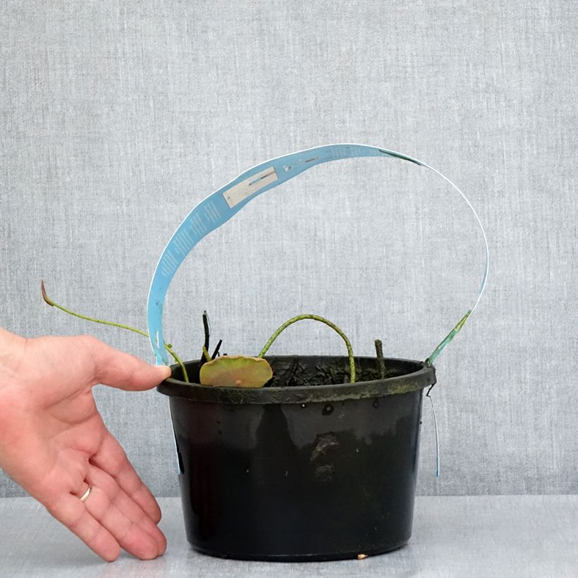 Nelumbo Pygmaea Cream - Sacred Lotus 3L/4L pot sample as delivered in spring