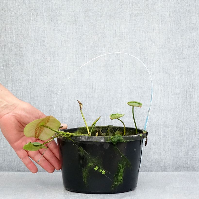 Nelumbo Pygmaea Yellow - Sacred Lotus 3L/4L pot sample as delivered in spring