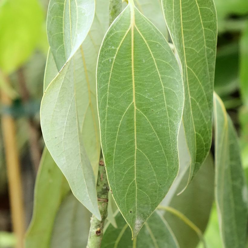 Neolitsea sericea (Foliage)