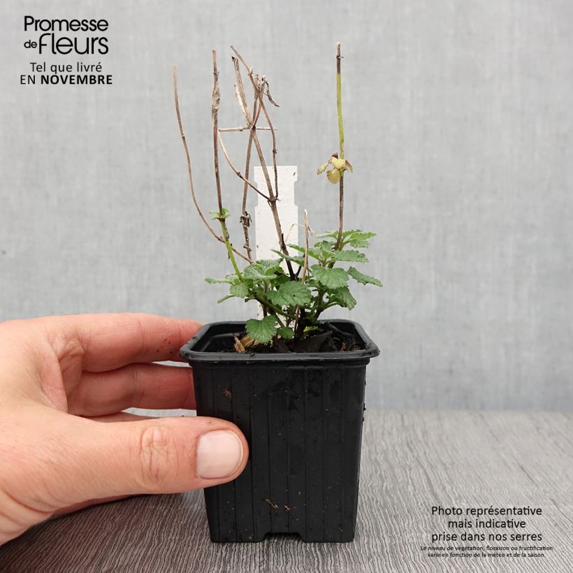 Nepeta faassenii Cats Meow - Catnip 8/9 cm pot sample as delivered in autumn