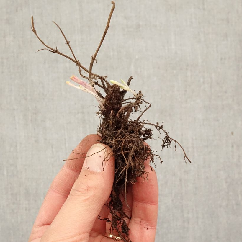 Nepeta faassenii - Catnip Bare root sample as delivered in winter